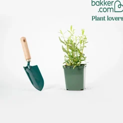 Plant Estragon - Le vrai goût anisé maison