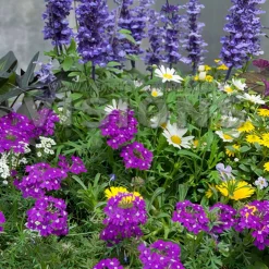 3 plantes vivaces de jardin 'Bee Friendly' en mélange - Un jardin qui bourdonne de vie