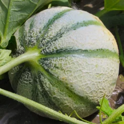 Plant Melon Cezanne F1 - Melon sucré, culture facile
