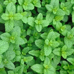 Plant Menthe marocaine - Le vrai thé à la menthe
