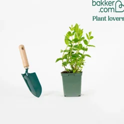 Plant Menthe verte - Fraîcheur à portée de main