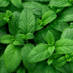Plant Menthe verte - Fraîcheur à portée de main
