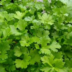 Plant Persil commun - Du persil frais toute la saison