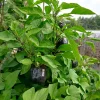 Plant Poivron Bellania - Des poivrons rouges tout l'été