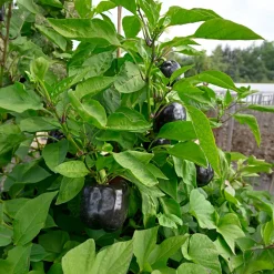 Plant Poivron Bellania - Des poivrons rouges tout l'été