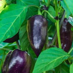 Plant Poivron Bellania - Des poivrons rouges tout l'été