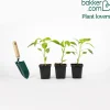 Plant Poivron Lamuyo - Des poivrons charnus tout l'été