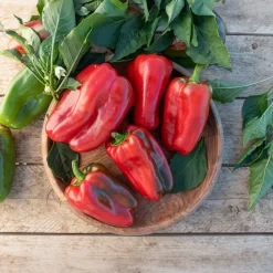 Plant Poivron Lamuyo - Des poivrons charnus tout l'été