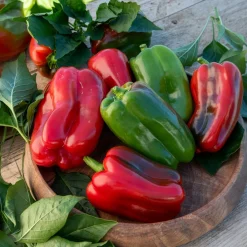 Plant Poivron Lamuyo - Des poivrons charnus tout l'été