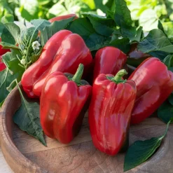 Plant Poivron Lamuyo - Des poivrons charnus tout l'été