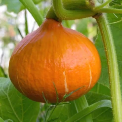 Plant Potimarron - Une chair douce et fondante