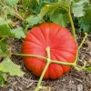 Plant Potiron - Récoltez de gros potirons