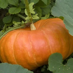 Plant Potiron - Récoltez de gros potirons