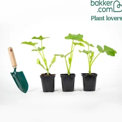 Plant Potiron - Récoltez de gros potirons