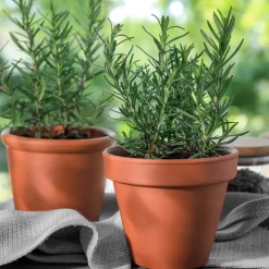 Plant Romarin - Récolte fraîche toute l'année