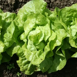 6 Plants de Laitue pommée Appia - Des salades fraîches tout l'été