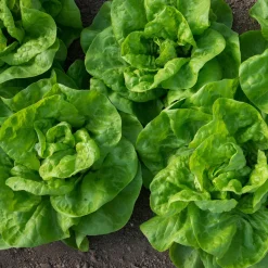 6 Plants de Laitue pommée Novappia - Salade croquante en 6 semaines