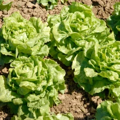 6 Plants de Laitue pommée Novappia - Salade croquante en 6 semaines