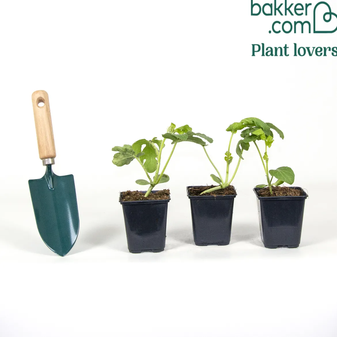 3 Plants de Pastèque mini-love - Des mini pastèques faciles