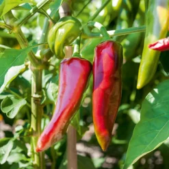 3 Plants de Piment Gorria - Le piment doux du Pays basque