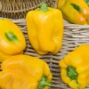3 Plants de Poivron Jaune Tenor F1 - Récolte jaune et sucrée