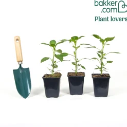 3 Plants de Poivron Jaune Tenor F1 - Récolte jaune et sucrée