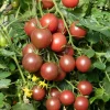 3 Plants de Tomate Cerise Black Cherry - Des cerises sucrées tout l'été
