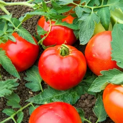 3 Plants de Tomate Pyros F1 - Des tomates gorgées de soleil