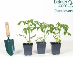 3 Plants de Tomate Rose de Berne - La tomate qui fond en bouche