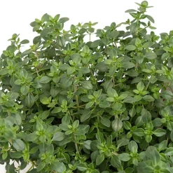 Plant Thym citron - Parfum citronné toute l'année
