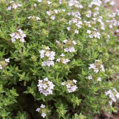 Plant Thym commun - Récolte parfumée toute l'année