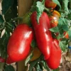 Plant Tomate Andine cornue - La tomate en purée sans jus