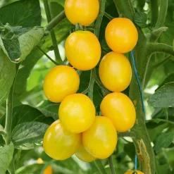 Plant Tomate Cerise Gusta Mini Yellow F1 - Récolte sucrée tout l'été