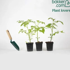 Plant Tomate Cerise Rouge Supersweet 100 - Des tomates sucrées tout l'été