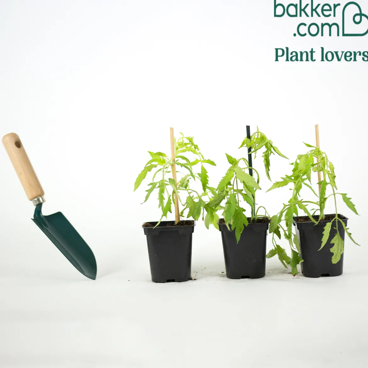 Plant Tomate Coeur de Boeuf - Grosses tomates faciles à cultiver