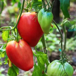 Plant Tomate Coeur de Boeuf - Grosses tomates faciles à cultiver