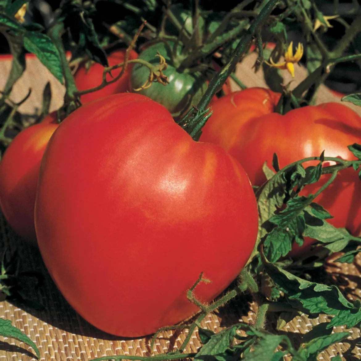 Plant Tomate Coeur de Boeuf - Grosses tomates faciles à cultiver
