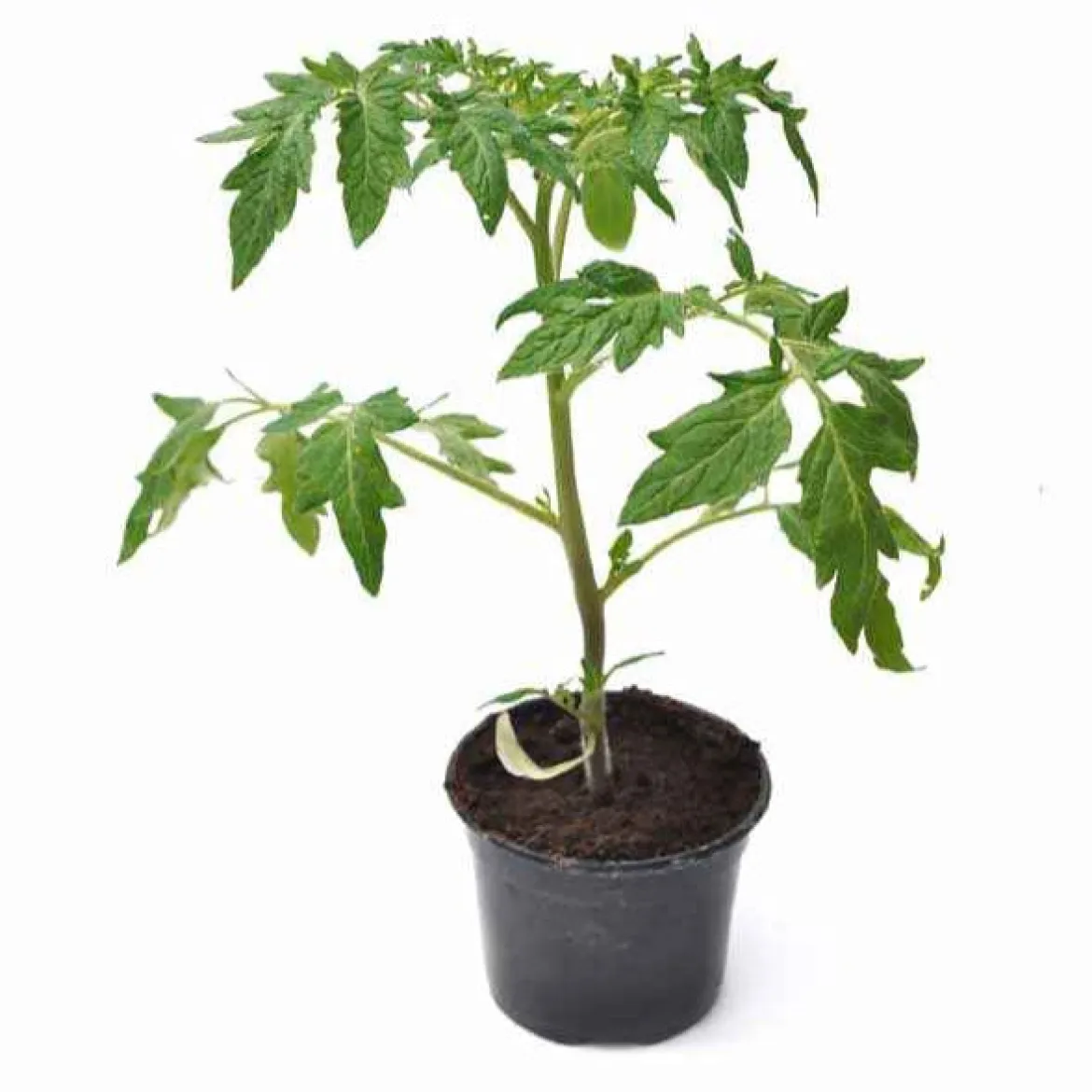 Plant Tomate Coeur de Boeuf - Grosses tomates faciles à cultiver