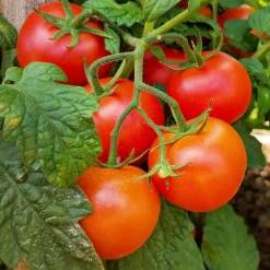 Plant Tomate Grappe Premio F1 - Des grappes rouges tout l'été