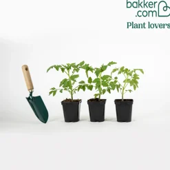 Plant Tomate Marmande - La tomate goût d'autrefois