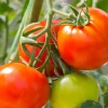 Plant Tomate Montfavet F1 - Des tomates rouges tout l'été