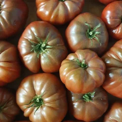 Plant Tomate Noire de Crimée - La tomate au goût sucré