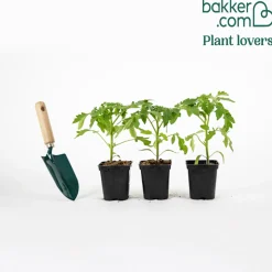Plant Tomate Noire de Crimée - La tomate au goût sucré