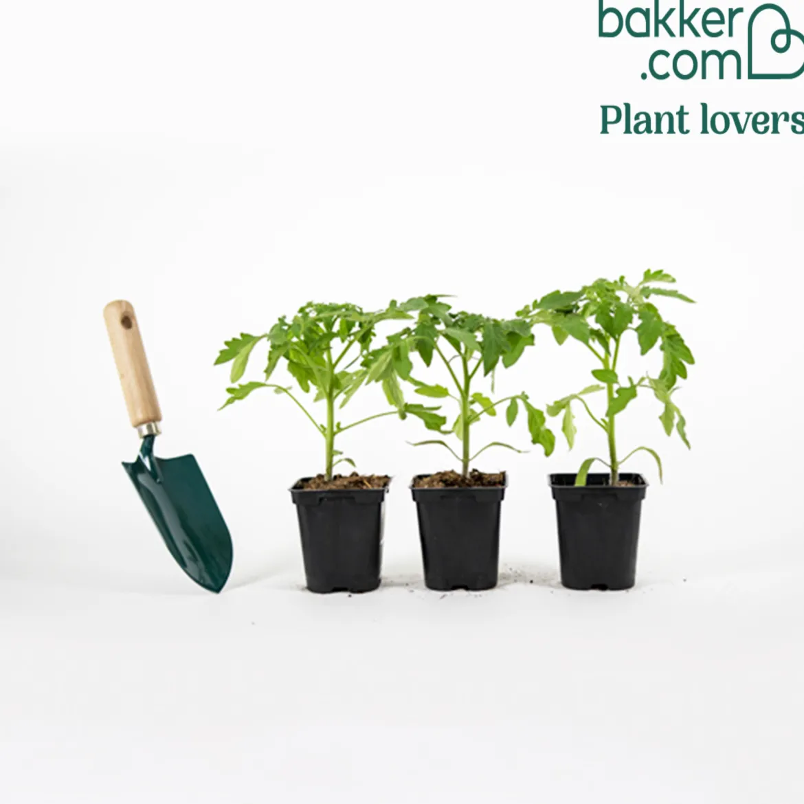 Plant Tomate Noire de Crimée - La tomate au goût sucré