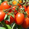 Plant Tomate Olivette Roma - Des sauces qui ont du goût