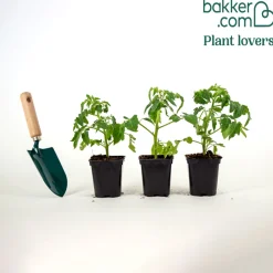 Plant Tomate Olivette Roma - Des sauces qui ont du goût