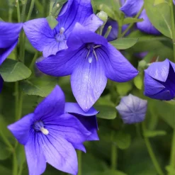 Platycodon à grandes fleurs - Des ballons qui éclatent en fleurs