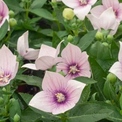 Platycodon à grandes fleurs 'Pink' - Des ballons roses qui éclatent