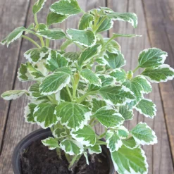 Plectranthus bicolore vert et blanc - Feuillage lumineux sans effort