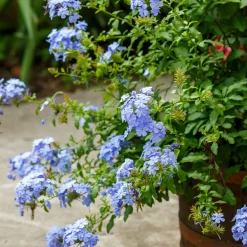 Plumbago - Un nuage de fleurs bleues